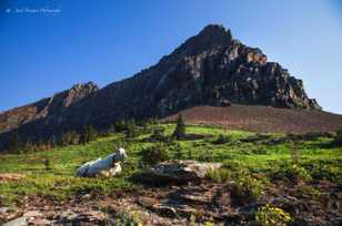 Goat above Logan Pass-1874 Goat above Logan Pass-1874